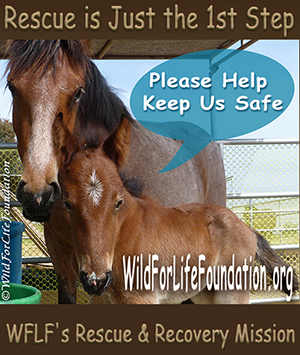 Help WFLF keep them safe